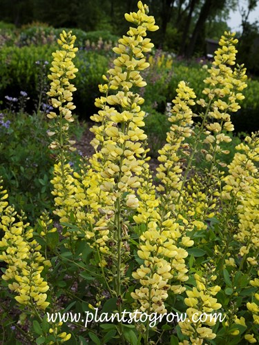 'Blonde Bombshell' Baptisia 
(mid June)